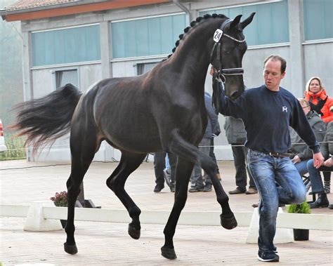 for dior hengst|For Dior: stallion, Pedigree, Ratings .